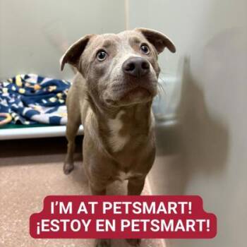 Rescue Mixed Breed Dogs for Adoption in Carrollton, Texas - Cookie Monster | PetCurious