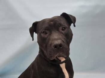 Mick -  Pit Bull Terrier and Mixed Breed Dog for Adoption in Minneapolis, Minnesota - Mick | PetCurious