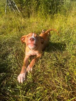 Rescue Staffordshire Bull Terrier and Mixed Breed Dogs for Adoption in Thomasville, Alabama - Woodstock | PetCurious