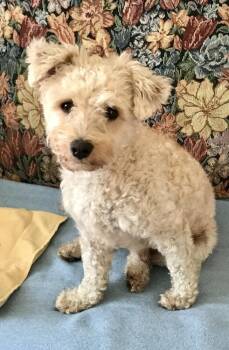 Poodle Dogs Available for Adoption - Lamont | PetCurious