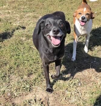 Onyx -  Mixed Breed Dog for Adoption in Terre Haute, Indiana - Onyx | PetCurious