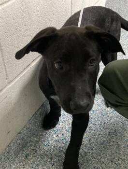 A763999 -  Labrador Retriever and Mixed Breed Dog for Adoption in Long Beach, California - A763999 | PetCurious