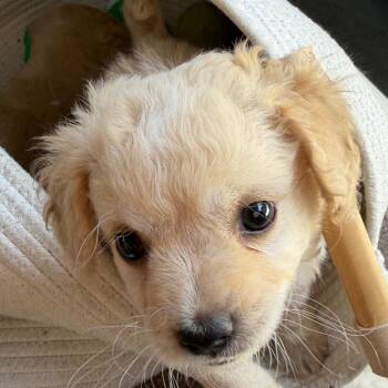 Bosley -  Poodle and Dachshund Dog for Adoption in Escondido, California - Bosley | PetCurious
