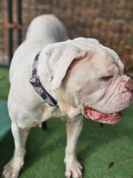 American Bulldog Dogs Available for Adoption - Violetta | PetCurious