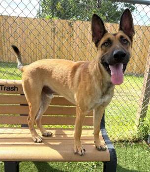 ZEUS -  Mixed Breed Dog for Adoption in Columbia, South Carolina - ZEUS | PetCurious