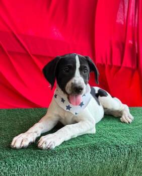 Cash (Vermont) -  Pointer and Hound Dog for Adoption in VERNON ROCKVL, Connecticut - Cash (Vermont) | PetCurious