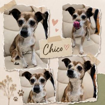 Chico -  Chihuahua Dog for Adoption in Wickenburg, Arizona - Chico | PetCurious