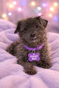 Chihuahua Dogs Available for Adoption - Beans  *Special Needs* | PetCurious
