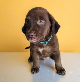 Dragon -  Mixed Breed Dog for Adoption in Raleigh, North Carolina - Dragon | PetCurious
