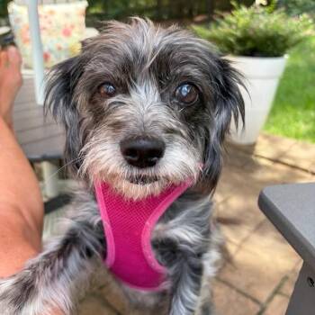 Penny (Bonded to Missy) -  Shih Tzu and Miniature Poodle Dog for Adoption in Hillsborough, North Carolina - Penny (Bonded To Missy) | PetCurious