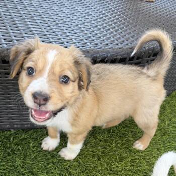 Fanny -  Australian Shepherd and Mixed Breed Dog for Adoption in Las Vegas, Nevada - Fanny | PetCurious
