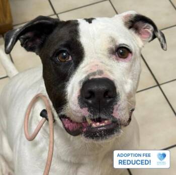 Pretzel -  Pit Bull Terrier Dog for Adoption in Naperville, Illinois - Pretzel | PetCurious