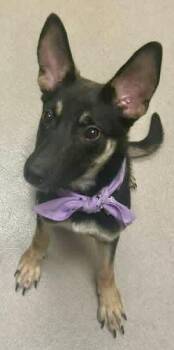 Clove -  German Shepherd Dog Dog for Adoption in Greeneville, Tennessee - Clove | PetCurious