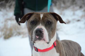 Rescue Pit Bull Terrier Dogs for Adoption in Montreal, Quebec - Columbia | PetCurious