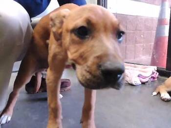 German Shepherd Dog and Mixed Breed Dogs Available for Adoption in Tulsa, Oklahoma - FRANCISCO | PetCurious