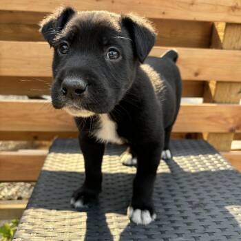 Rescue Collie Dogs for Adoption in Winnipeg, Manitoba - Pickles | PetCurious