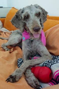 Felicia -  Mixed Breed Dog for Adoption in Cincinnati, Ohio - Felicia | PetCurious
