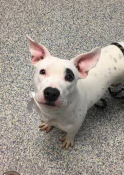 Brooke -  American Staffordshire Terrier Dog for Adoption in Golden, Colorado - Brooke | PetCurious