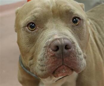 LEI -  Mixed Breed Dog for Adoption in Columbia, South Carolina - LEI | PetCurious