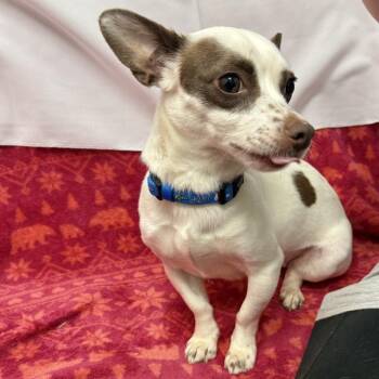 Betsey -  Chihuahua Dog for Adoption in Houston, Texas - Betsey | PetCurious