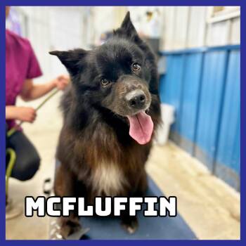 McFluffin -  Black Labrador Retriever and Collie Dog for Adoption in Glenwood, Minnesota - McFluffin | PetCurious