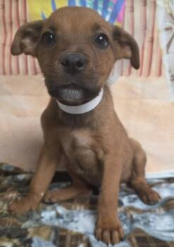 Rhodesian Ridgeback Dogs Available for Adoption - Ramon | PetCurious