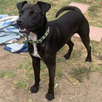 Left Eye -  Black Labrador Retriever and Labrador Retriever Dog for Adoption in San Diego, California - Left Eye | PetCurious
