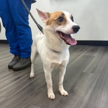 Scout -  Corgi and Jack Russell Terrier Dog for Adoption in York, Pennsylvania - Scout | PetCurious
