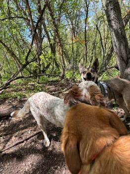 Jasper -  Cattle Dog and Miniature Pinscher Dog Available for Adoption in Millcreek, Utah - Jasper | PetCurious