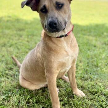 Charli -  Labrador Retriever and Black Mouth Cur Dog for Adoption in Leesburg, Alabama - Charli | PetCurious