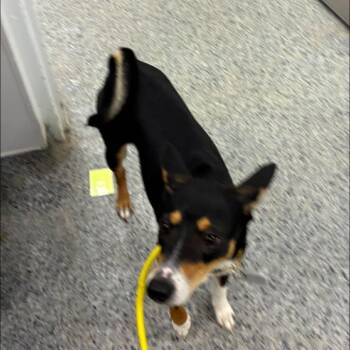 Mixed Breed Dogs Available for Adoption in Jeffersonville, Indiana - Pixie | PetCurious