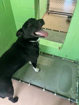 Bear -  Affenpinscher Dog for Adoption in Nacogdoches, Texas - Bear | PetCurious