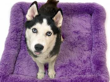 CALLIE -  Siberian Husky Dog for Adoption in Fort Lauderdale, Florida - CALLIE | PetCurious