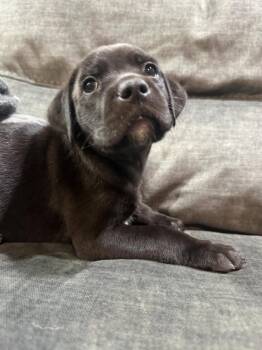 Raspberry -  Mixed Breed Dog for Adoption in Lindenhurst, New York - Raspberry | PetCurious