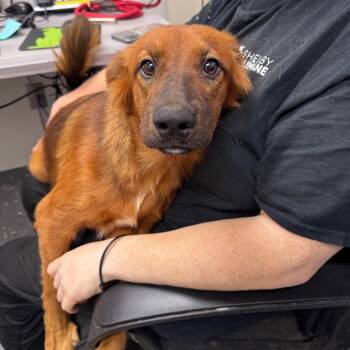 Shaggy -  Mixed Breed Dog for Adoption in Columbiana, Alabama - Shaggy | PetCurious