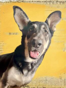 German Shepherd Dog Dogs Available for Adoption - NUMAN - Derp! | PetCurious