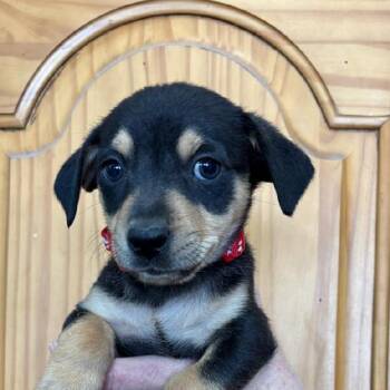 Chihuahua and Terrier Dogs Available for Adoption - Norman | PetCurious