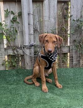 Toffee -  Mixed Breed Dog for Adoption in Woodstock, Ontario - Toffee | PetCurious