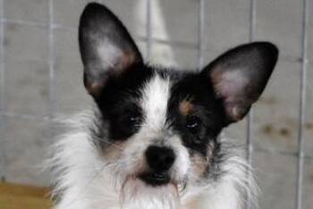 Chihuahua and Poodle Dogs Available for Adoption in Tifton, Georgia - Lenny | PetCurious