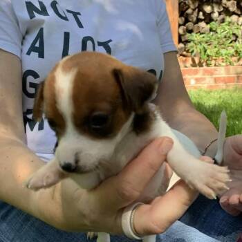 Jack Russell Terrier and Mixed Breed Dogs Available for Adoption in Potomac, Maryland - TicTac | PetCurious