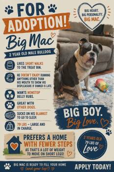 Big Mac -  American Bulldog Dog for Adoption in Sparta, Illinois - Big Mac | PetCurious