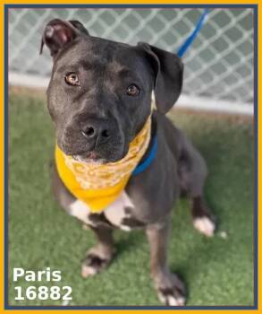 Pit Bull Terrier and American Staffordshire Terrier Dogs Available for Adoption - PARIS | PetCurious