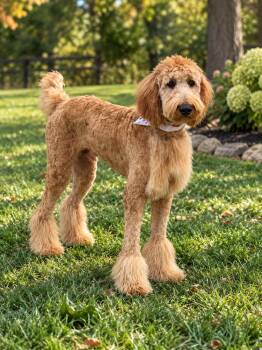 Griffin -  Newfoundland Dog and Poodle Dog for Adoption in Brownstown, Indiana - Griffin | PetCurious