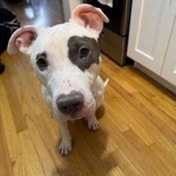 Rescue American Staffordshire Terrier Dogs for Adoption in New York, New York - Bella Wella | PetCurious