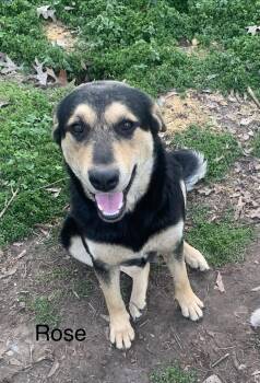 Rose -  Turkish Kangal and Mixed Breed Dog for Adoption in Texarkana, Texas - Rose | PetCurious