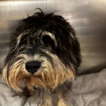 Mixed Breed Dogs Available for Adoption - Rufus | PetCurious