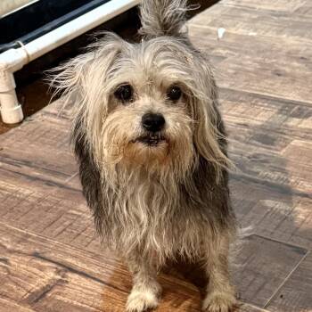 Shih Tzu and Mixed Breed Dogs Available for Adoption in Pelham, New Hampshire - Trixie  | PetCurious