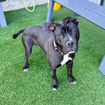 American Bulldog and Pit Bull Terrier Dogs Available for Adoption in Matteson, Illinois - Kevin Smalls | PetCurious