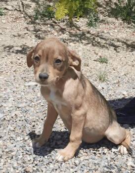 Capella -  German Shorthaired Pointer and Hound Dog for Adoption in Salt Lake City, Utah - Capella | PetCurious
