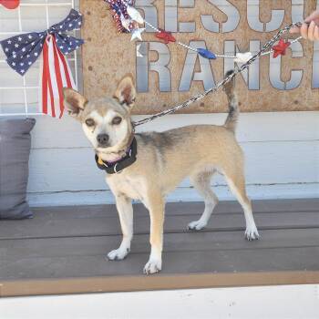 Snoopy -  Chihuahua and None Dog for Adoption in Prescott, Arizona - Snoopy | PetCurious